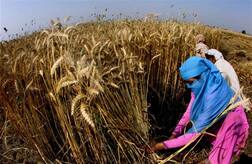 ਕਣਕ ਦੀ ਖਰੀਦ ਬਾਰੇ ਸਰਕਾਰ ਦਾ ਵੱਡਾ ਫੈਸਲਾ