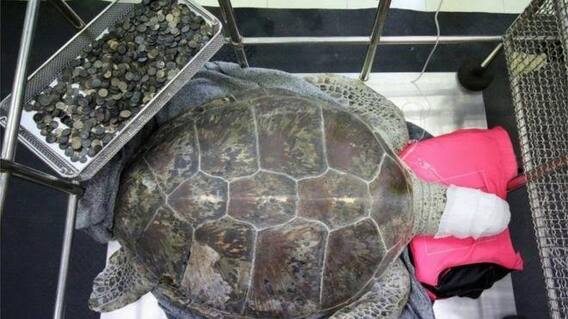 ਬੈਂਕ ਕੱਛੂਕੁੰਮੇ ਦੀ ਸਿੱਕੇ ਖੁਰਾਕ