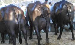 ਖੇਤੀ ਦੇ ਸਹਾਇਕ ਧੰਦੇ ਟੈਕਸ ਦੇ ਦਾਇਰ 'ਚ !