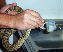 ਵਿਗਿਆਨੀਆਂ ਨੇ ਲੱਭਿਆ ਸੱਪ ਦੇ ਜ਼ਹਿਰ ਦਾ ਸਸਤਾ ਤੋੜ