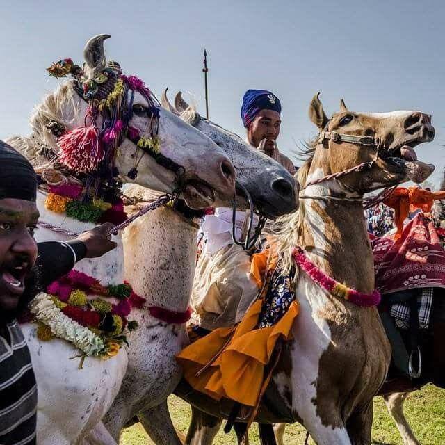 ਘੋੜਿਆਂ ਉਤੇ ਤਿਆਰ ਬਰ ਤਿਆਰ ਸਿੰਘ।