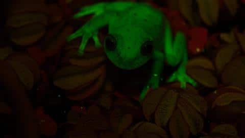 Viral Video Man's Video Showing One Million Strong Frog Army Shocks Internet Viral Video: ఫ్రాగ్‌ ఆర్మీని ఎప్పుడైనా చూశారా, ఇంటి వెనక గార్డెన్‌లో లక్షలాది కప్పలు-వైరల్ వీడియో