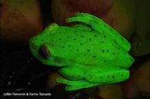 ਦੁਨੀਆ \'ਚ ਪਹਿਲੀ ਵਾਰ ਮਿਲਿਆ ਹਨੇਰੇ \'ਚ ਚਮਕਣ ਵਾਲਾ ਡੱਡੂ