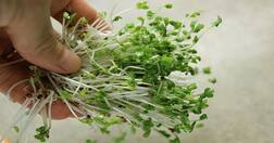 ਪ੍ਰੋਸਟੇਟ ਕੈਂਸਰ ਤੋਂ ਬਚਾਵੇ ਬ੍ਰੋਕਲੀ