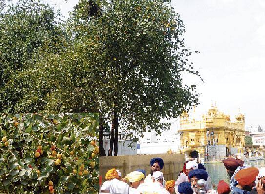 ਲਗਪਗ ਡੇਢ ਦਹਾਕਾ ਪਹਿਲਾਂ ਇਨ੍ਹਾਂ ਪੁਰਾਤਨ ਬੇਰੀਆਂ ਨੂੰ ਲਾਖ ਦਾ ਕੀੜਾ ਲੱਗਣ ਕਰ ਕੇ ਇਹ ਸੁੱਕਣ ਲੱਗੀਆਂ ਸਨ। ਇਨ੍ਹਾਂ ਨੂੰ ਫ਼ਲ ਲੱਗਣਾ ਵੀ ਬੰਦ ਹੋ ਗਿਆ ਸੀ। ਖੇਤੀ ’ਵਰਸਿਟੀ ਲੁਧਿਆਣਾ ਦੇ ਮਾਹਿਰਾਂ ਵੱਲੋਂ ਉਸ ਵੇਲੇ ਤੋਂ ਹੀ ਹਰ ਸਾਲ ਬੇਰੀਆਂ ਦੀ ਸੰਭਾਲ ਲਈ ਦਵਾਈ ਦਾ ਛਿੜਕਾਅ ਕੀਤਾ ਜਾ ਰਿਹਾ ਸੀ। 