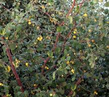 ਸ੍ਰੀ ਹਰਿਮੰਦਰ ਸਾਹਿਬ \'ਚ ਦੁਖ ਭੰਜਨੀ ਬੇਰੀ ਨੂੰ ਫਲ ਪਿਆ