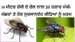 ਕੀੜੇ-ਮਕੌੜੇ ਤੇ ਮੱਛਰਾਂ ਤੋਂ ਪਰੇਸ਼ਾਨ ਹੋ ਤਾਂ ਆ ਗਿਆ ਸਸਤਾ ਹੱਲ