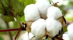 ਪੰਜਾਬੀਆਂ ਨੇ ਆਖਰ ਲੱਭ ਹੀ ਲਿਆ ਬੀਟੀ ਕਾਟਨ ਬੀਜ ਦਾ ਤੋੜ 