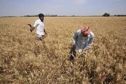 ਇੱਕ ਅਪ੍ਰੈਲ ਤੋਂ ਕਣਕ ਦੀ ਸਰਕਾਰੀ ਖਰੀਦ ਸ਼ੁਰੂ, ਸਰਕਾਰ ਨੇ ਕੀਤੇ ਮੁਕੰਮਲ ਪ੍ਰਬੰਧ