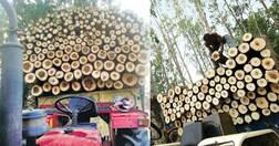 ਇੰਜ ਲੱਗ ਰਿਹਾ ਪਾਪੂਲਰ ਦੇ ਕਿਸਾਨਾਂ ਨੂੰ ਵੱਡਾ ਰਗੜਾ