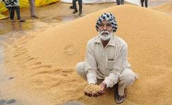 ਕਣਕ ਦੀ ਖਰੀਦ ਲਈ ਪੰਜਾਬ ਨੂੰ 2706 ਕਰੋੜ ਰੁਪਏ ਘੱਟ ਮਿਲੇ
