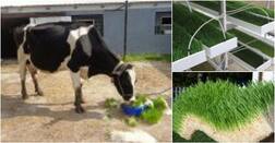 ਹੁਣ ਪਸ਼ੂਆਂ ਦੇ ਹਰੇ ਚਾਰੇ ਲਈ ਨਹੀਂ ਜ਼ਮੀਨ ਦੀ ਲੋੜ, ਸਿਰਫ 7 ਦਿਨ 'ਚ ਚਾਰਾ ਤਿਆਰ