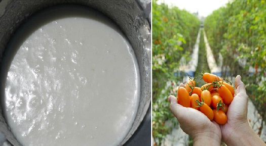 ਯੂਰੀਆ ਦੀ ਥਾਂ ਵਰਤਿਆ ਦਹੀਂ, ਉਤਪਾਦਨ 25 ਤੋਂ 30 ਫ਼ੀਸਦੀ ਵਧਿਆ