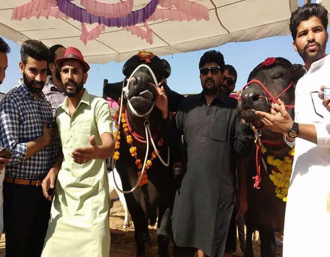 ਇਸ ਝੋਟੇ ਦੀ ਕੀਮਤ 21 ਕਰੋੜ ਹੈ ਅਤੇ ਇਹ ਮੂਰਾ ਨਸਲ ਦਾ ਹੈ। 