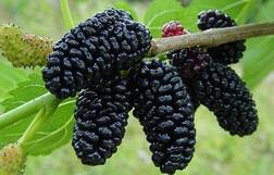 ਨਹੀਂ ਜਾਣਦੇ ਹੋਵੋਗੇ ਸ਼ਹਿਤੂਤ ਖਾਣ ਦੇ 9 ਕਮਾਲ ਦੇ ਫਾਇਦੇ