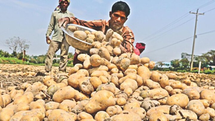 Potato Prices Rise In Punjab during navratra Festival  ਹੁਣ ਆਲੂ ਦੇ ਵਧੇ ਨਖ਼ਰੇ, 50 ਰੁਪਏ ਪ੍ਰਤੀ ਕਿੱਲੋ ਤੋਂ ਵੱਧ 'ਤੇ ਵਿਕ ਰਿਹਾ ਆਲੂ, ਜਾਣੋ - ਕੀਮਤਾਂ ਵਿੱਚ ਵਾਧੇ ਦਾ ਕਾਰਨ