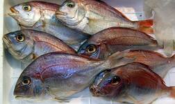 ਓਮੇਗਾ-3 ਫੈਟੀ ਐਸਿਡ ਨਾਲ ਸਿਹਤਮੰਦ ਰਹਿੰਦਾ ਲੀਵਰ