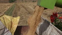 ਕਣਕ ਦੀ ਵਾਢੀ ਕਰਦੇ ਨੌਜਵਾਨਾਂ 'ਤੇ ਡਿੱਗੀ ਬਿਜਲੀ, ਤਿੰਨ ਦੀ ਮੌਤ ਦੋ ਜ਼ਖ਼ਮੀ