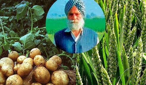 ਆਲੂ ਤੇ ਕਣਕ ਇਕੱਠੀ ਬੀਜ ਕੇ ਮਾਲੋਮਾਲ ਹੋਇਆ ਸੁਰਜੀਤ