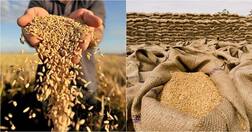 ਅੰਨ ਦੀ ਪੈਦਾਵਾਰ ਇਸ ਬਾਰ ਬਣਾ ਸਕਦਾ ਰਿਕਾਰਡ