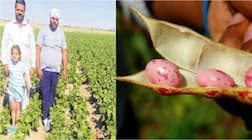 ਖੇਤੀ ਘਾਟੇ ਦਾ ਸੌਦਾ ਨਹੀਂ, ਯਕੀਨ ਨਹੀਂ ਤਾਂ ਮਨਜੀਤ ਸਿੰਘ ਨੂੰ ਮਿਲੋ