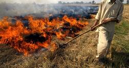 ਪੰਜਾਬ 'ਚ ਨਾੜ ਨੂੰ ਅੱਗ ਲਾਉਣ 'ਚ ਤਰਨਤਾਰਨ ਸਭ ਤੋਂ ਅੱਗੇ..