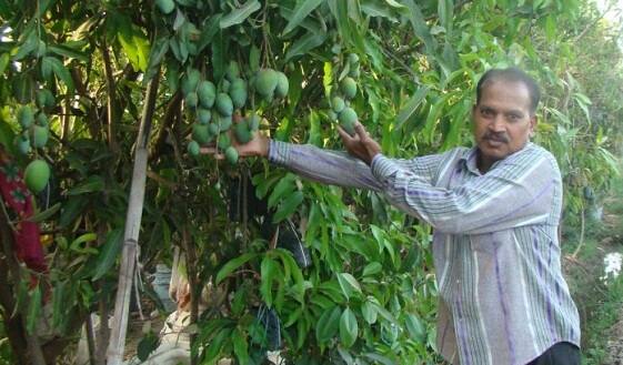 ਉਹ ਇਨ੍ਹਾਂ ਦਰਖਤਾਂ ਉੱਤੇ ਖ਼ਾਸ ਧਿਆਨ ਦੇਣਾ ਸ਼ੁਰੂ ਕੀਤਾ ਤੇ ਸੁਰੱਖਿਅਤ ਕਰਕੇ ਨਵੀਂ ਕਿਸਮ ਵਿਕਸਿਤ ਕੀਤੀ। ਫ਼ਿਲਹਾਲ ਕਿਸ਼ਨ ਇਨ੍ਹਾਂ ਪੌਦਿਆਂ ਦੇ ਪੇਟੈਂਟ ਦੀ ਪ੍ਰਕ੍ਰਿਆ ਉੱਤੇ ਕੰਮ ਕਰ ਰਹੇ ਹਨ ਤਾਂ ਕਿ ਇਸ ਕਿਸਮ ਦੀ ਸੁਰੱਖਿਆ ਕੀਤੀ ਜਾ ਸਕੇ।