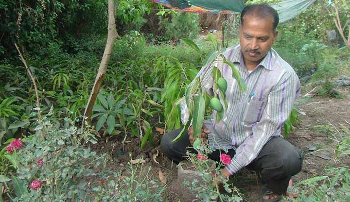 ਨਵੀਂ ਦਿੱਲੀ: ਮਹਾਤਮਾ ਗਾਂਧੀ ਅਕਸਰ ਖੇਤੀ ਪ੍ਰਧਾਨ ਦੇਸ਼ ਦਾ ਸੁਫ਼ਨਾ ਦੇਖਿਆ ਕਰਦੇ ਸਨ। ਇਸੇ ਸੁਫ਼ਨੇ ਨੂੰ ਭਾਰਤ ਦਾ ਭਵਿੱਖ ਵੀ ਕਹਿੰਦੇ ਸਨ। ਗਾਂਧੀ ਦੇ ਅਜਿਹੇ ਹੀ ਸੁਫ਼ਨੇ ਨੂੰ ਰਾਜਸਥਾਨ ਦੇ ਕੋਟਾ ਦਾ ਕਿਸਾਨ ਪੂਰਾ ਕਰਨ ਲੱਗਿਆ ਹੋਇਆ ਹੈ। ਜੀ ਹਾਂ ਇਸ ਕਿਸਾਨ ਨੇ ਇੱਕ ਅਜਿਹੀ ਫ਼ਸਲ ਵਿਕਸਤ ਕੀਤੀ ਹੈ ਜਿਹੜੀ ਸਾਲ ਭਰ ਫਲ ਦੇਣ ਦੇ ਸਮਰੱਥ ਹੋਵੇਗੀ।