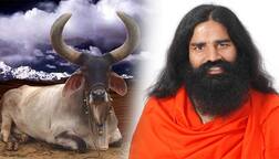 ਬਾਬਾ ਰਾਮਦੇਵ ਨੇ ਕੱਢਿਆ ਅਵਾਰਾ ਪਸ਼ੂਆਂ ਦਾ ਹੱਲ