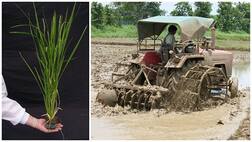 ਝੋਨੇ ਦੀ ਬਿਜਾਈ ਲਈ ਜ਼ਰੂਰੀ ਗੱਲਾਂ