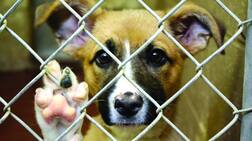 ਕੁੱਤੇ ਨੂੰ ਸੁਣਾਈ ਗਈ ਮੌਤ ਦੀ ਸਜਾ..ਜਾਣੋ ਮਾਮਲਾ