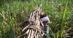 ਗੰਨੇ ਦੇ ਭਾਅ ਵਿੱਚ ਵਾਧਾ