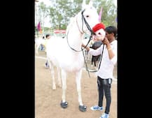 ਹਮਰ ਤੋਂ ਵੀ ਮਹਿੰਗੀ ਹੈ ਇਹ ਘੋੜੀ , ਪਾਉਂਦੀ ਹੈ 22 ਹਜ਼ਾਰ ਦੇ ਅਮਰੀਕੀ ਬੂਟ 