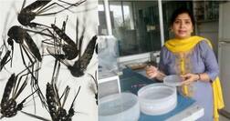 ਪੰਜਾਬ ਨੇ ਲੱਭ ਲਿਆ ਚਿਕਨਗੁਨੀਆ ਤੇ ਡੇਂਗੂ ਤੋਂ ਬਚਾਅ ਦਾ ਤੋੜ