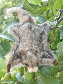 ਲੱਭੀ ਗਈ ਉੱਡਣ ਵਾਲੀ ਗਲੈਰੀ 