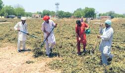 ਆਲੂ ਤੋਂ ਬਾਅਦ ਹੁਣ ਮੂੰਗੀ ਨੇ ਰਗੜੇ ਕਿਸਾਨ..