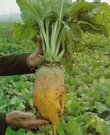 ਕਿਸਾਨਾਂ ਲਈ ਖ਼ੁਸ਼ਖ਼ਬਰੀ! ਫੌਡਰਬੀਟ ਵਧਾਏਗਾ ਪਸ਼ੂਆਂ ਦਾ ਦੁੱਧ