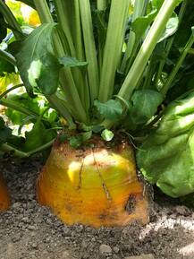 ਕਿਸਾਨਾਂ ਲਈ ਖ਼ੁਸ਼ਖ਼ਬਰੀ! ਫੌਡਰਬੀਟ ਵਧਾਏਗਾ ਪਸ਼ੂਆਂ ਦਾ ਦੁੱਧ