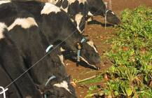 MP News: पशुओं के चारे को जबलपुर जिले से बाहर भेजने पर लगी पाबंदी, जानें किसने दिया है यह आदेश