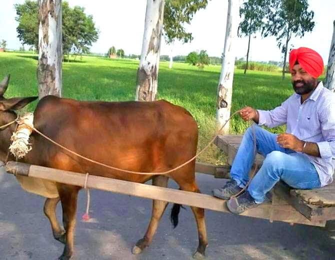 ਪੌਦ ਦੀ ਕੀਮਤ 45 ਰੁਪਏ ਪ੍ਰਤੀ ਪੌਦੇ ਤੋਂ ਲੈ ਕੇ 1.50 ਰੁਪਏ ਪ੍ਰਤੀ ਪੌਦਾ ਹੋਵੇਗੀ।