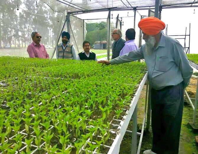 ਇਸ ਤੋਂ ਇਲਾਵਾ ਹਰਬੀਰ ਸਿੰਘ ਨੇ ਇਸ ਵਾਰ ਤਾਇਵਾਨ ਤੋਂ ਪਪੀਤੇ ਦੀ ਬੀਜ ਮੰਗਵਾਇਆ ਹੈ। 