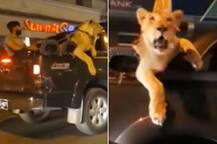 ਸ਼ੇਰ ਨੂੰ ਕਾਰ \'ਚ ਬਿਠਾ ਕੇ ਘੁੰਮ ਰਿਹਾ ਸੀ, ਪੁਲਿਸ ਨੇ ਫੜਿਆ
