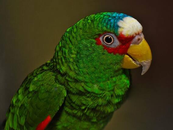 ਅਨੋਖਾ ਤੋਤਾ ਲੱਭਿਆ, ਨੀਲਾ ਰੰਗ ਤੇ ਵੱਖਰੀ ਆਵਾਜ਼