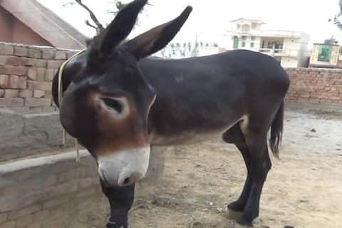 चीनची नवी कुरापत; आता भारतातील गाढवं चोरली, जाणून घ्या कारण चीनची नवी कुरापत; आता भारतातील गाढवं चोरली, जाणून घ्या कारण