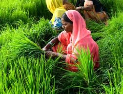 ਸਾਵਧਾਨ: ਬਾਸਮਤੀ ਲਾਉਣ ਤੋਂ ਪਹਿਲਾਂ ਇਹ ਖ਼ਬਰ ਪੜ੍ਹੋ ਨਹੀਂ ਤਾਂ..