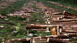 ਪੰਜਾਬ 'ਚ ਰੁੱਖਾਂ ਦੀ ਕਟਾਈ ਉੱਤੇ ਰੋਕ