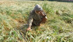 ਮੋਦੀ ਦੀ ਫ਼ਸਲ ਬੀਮਾ ਯੋਜਨਾ ਦੀ ਖੁੱਲ੍ਹੀ ਪੋਲ, ਕਿਸਾਨ ਨਹੀਂ ਬੀਮਾ ਕੰਪਨੀਆਂ ਹੋਈਆਂ ਮਾਲੋਮਾਲ