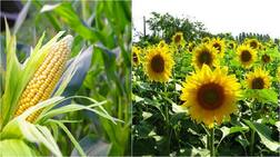 ਮੱਕੀ ਤੇ ਸੂਰਜਮੁੱਖੀ ਦੀ ਖਰੀਦ ਤੋਂ ਪੰਜਾਬ ਸਰਕਾਰ ਦੇ ਹੱਥ ਖੜ੍ਹੇ..