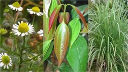 ਹਜ਼ਾਰਾਂ ਕਿਸਾਨਾਂ ਦੀ ਜ਼ਿੰਦਗੀ ਬਦਲ ਰਹੇ ਨੇ ਇਹ ਪੌਦੇ..