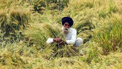 ਕਿਸਾਨਾਂ ਦੀਆਂ ਖੁਦਕੁਸ਼ੀਆਂ ਪਿੱਛੇ ਹੀ ਵੀ ਵੱਡਾ ਕਾਰਨ!